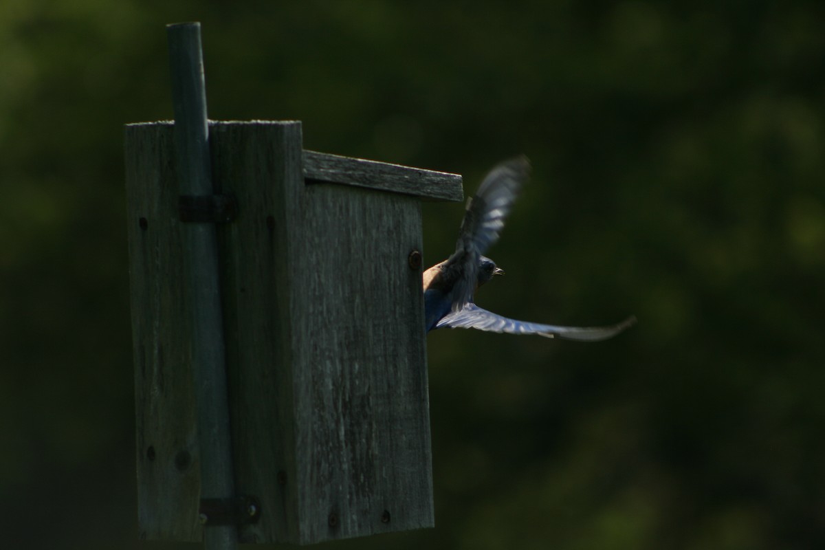 Tree Swallow - ML576769421