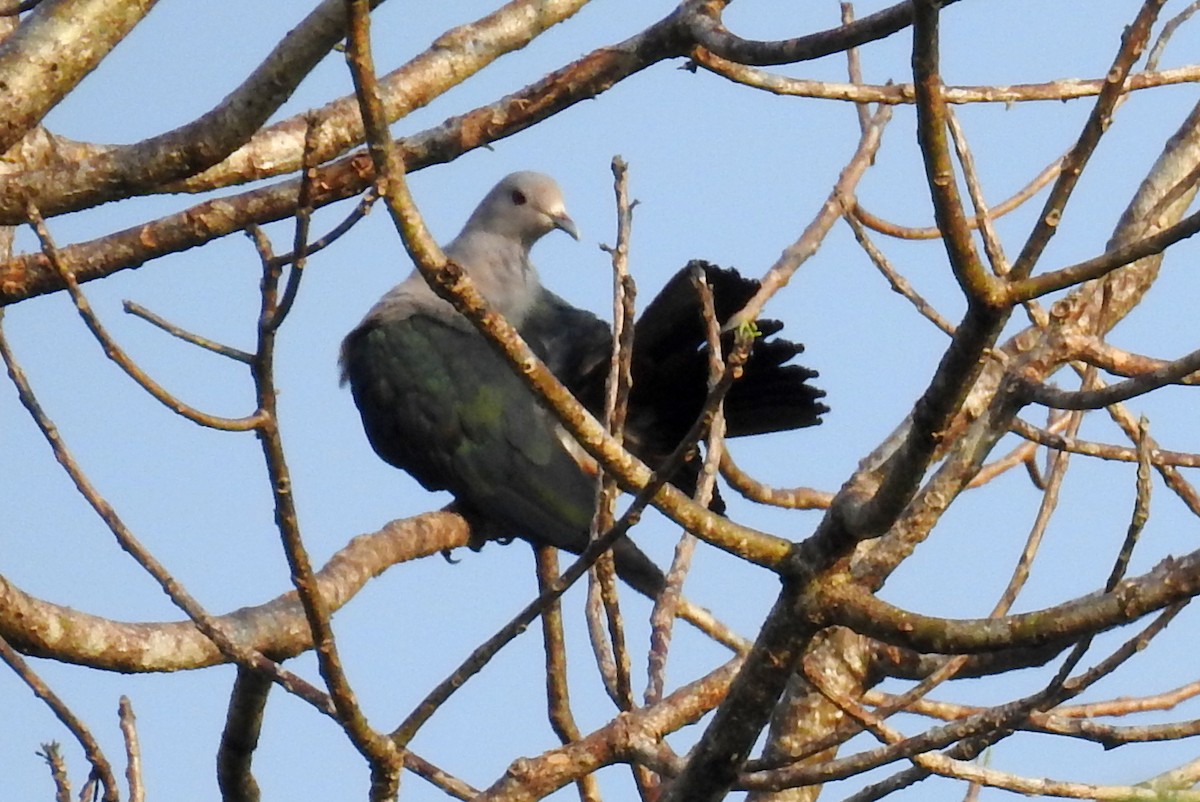 Green Imperial-Pigeon - ML576769571