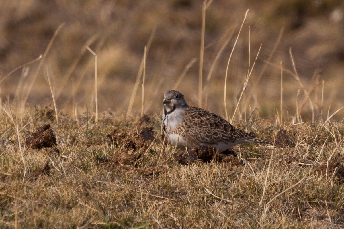 Least Seedsnipe - ML576771451