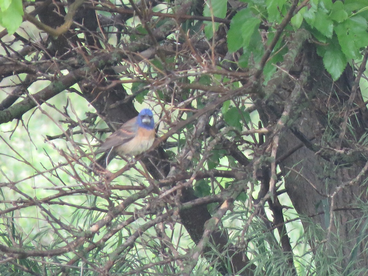 Blue Grosbeak - ML576773581