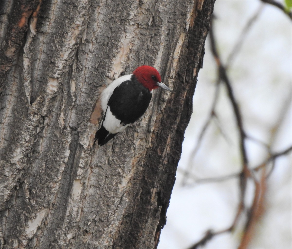 Red-headed Woodpecker - T B