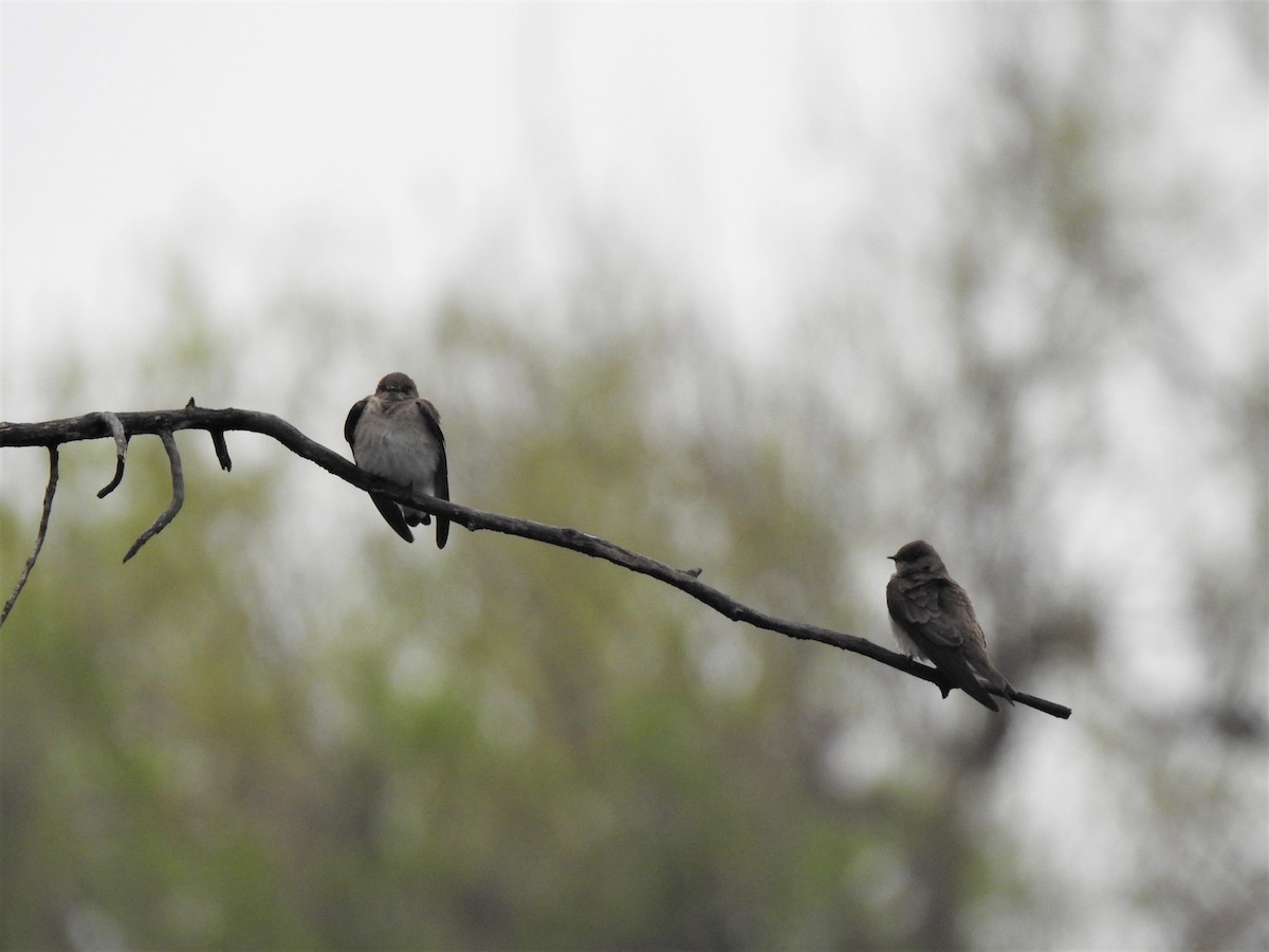 Northern Rough-winged Swallow - T B