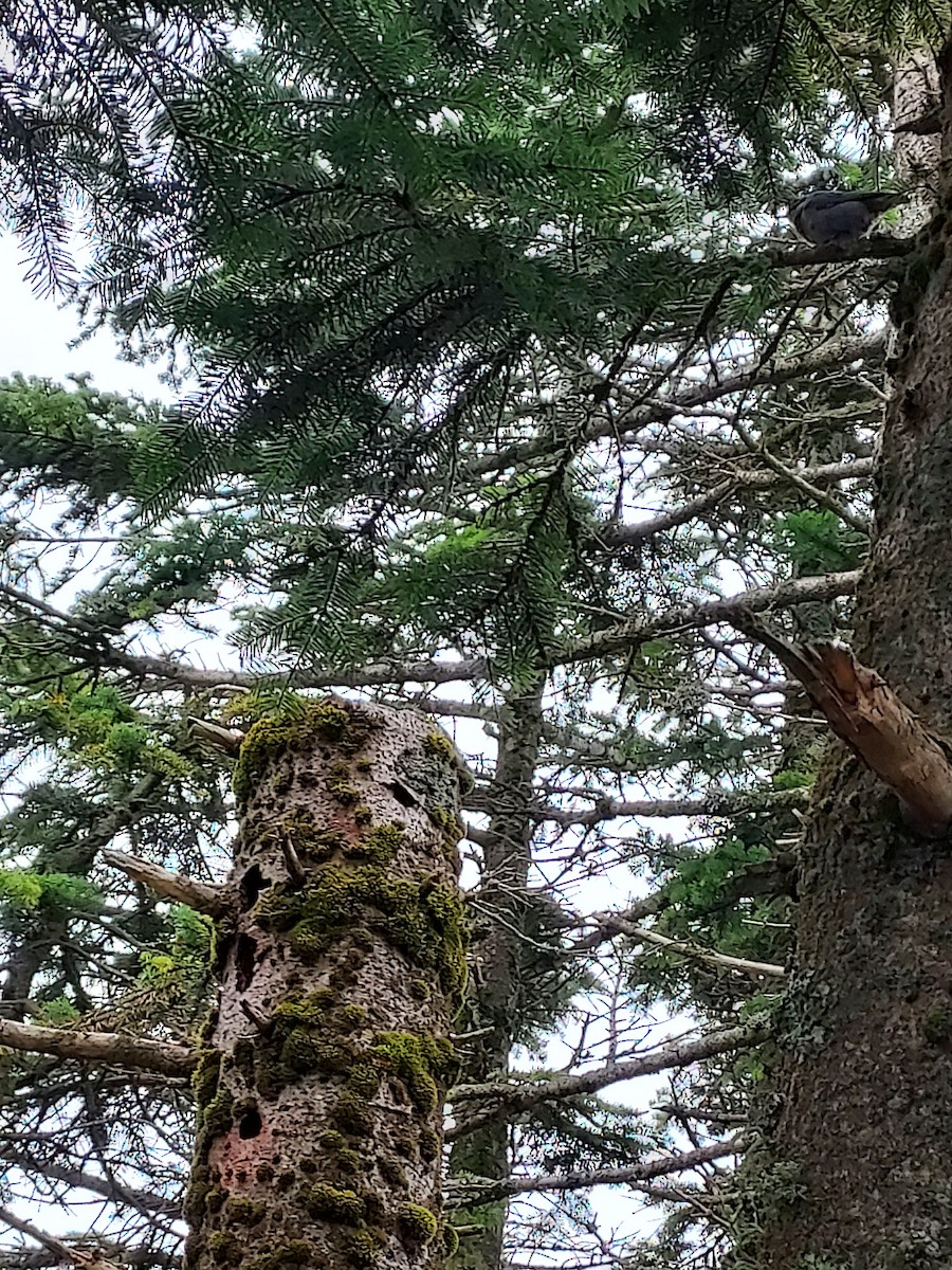 Krüper's Nuthatch - ML576775821