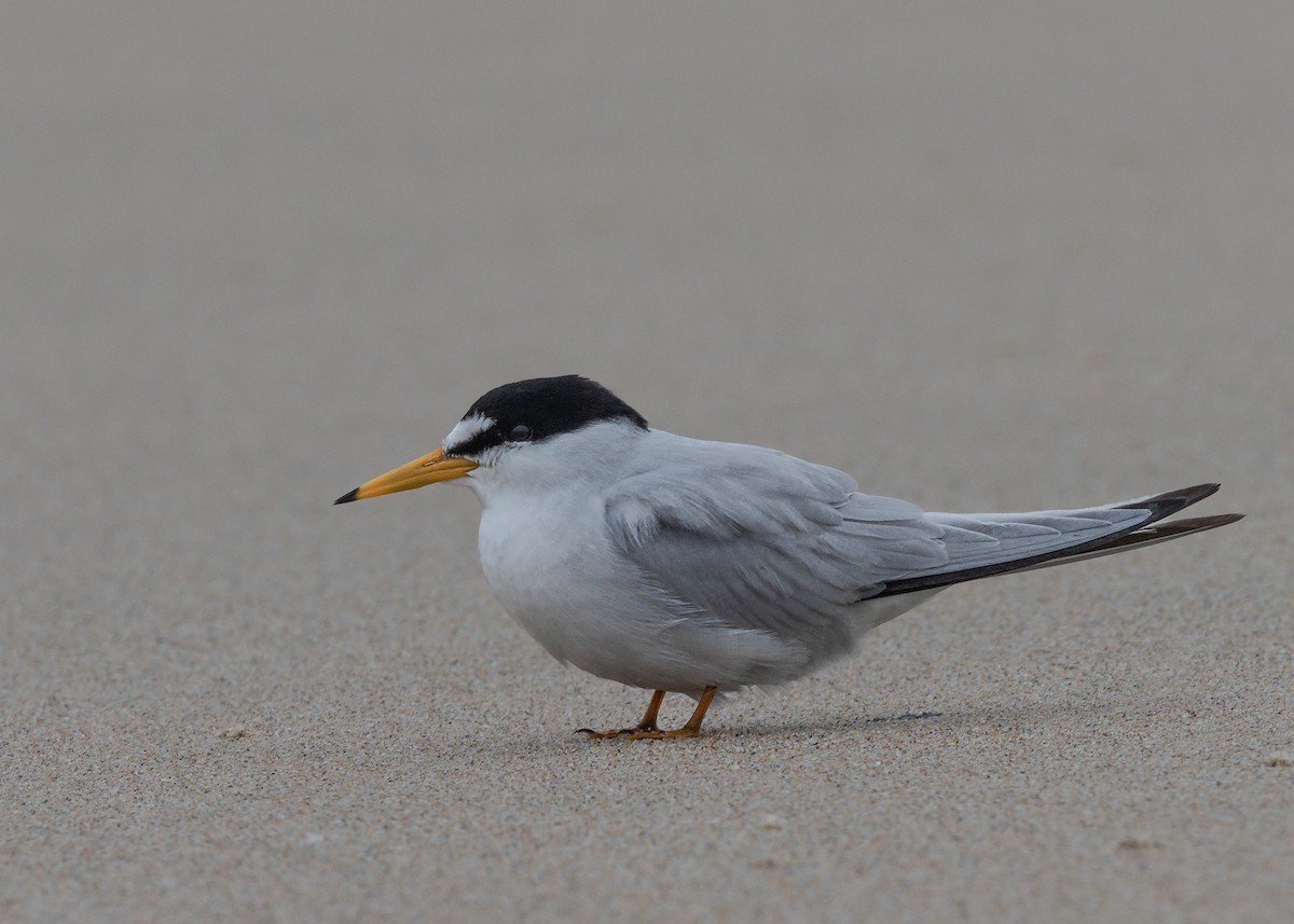 Least Tern - Ed Vermeulen