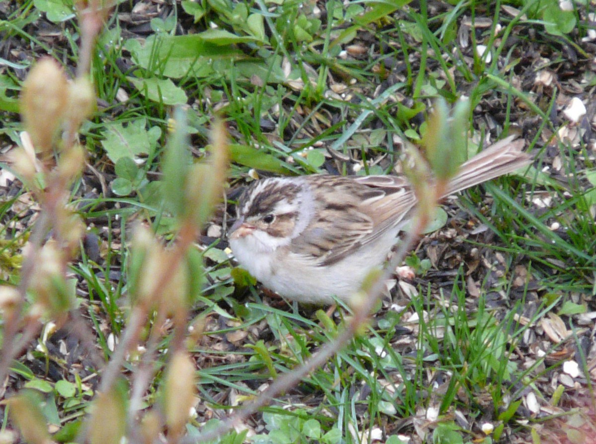 Clay-colored Sparrow - ML57677651
