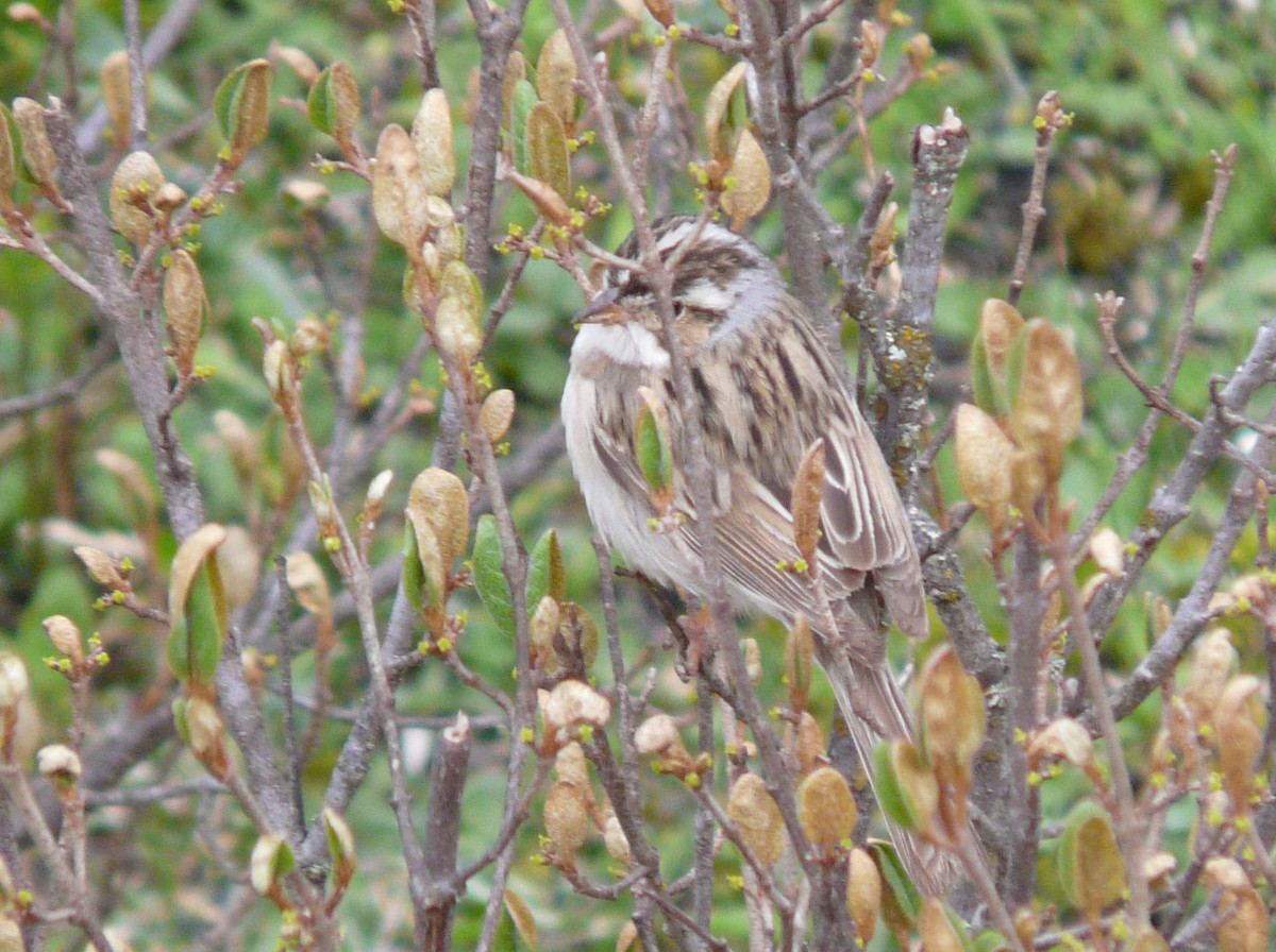 Clay-colored Sparrow - ML57677671