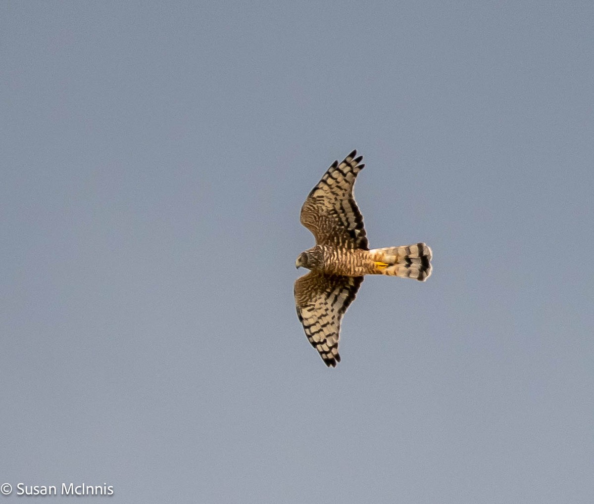 Cinereous Harrier - ML576776721