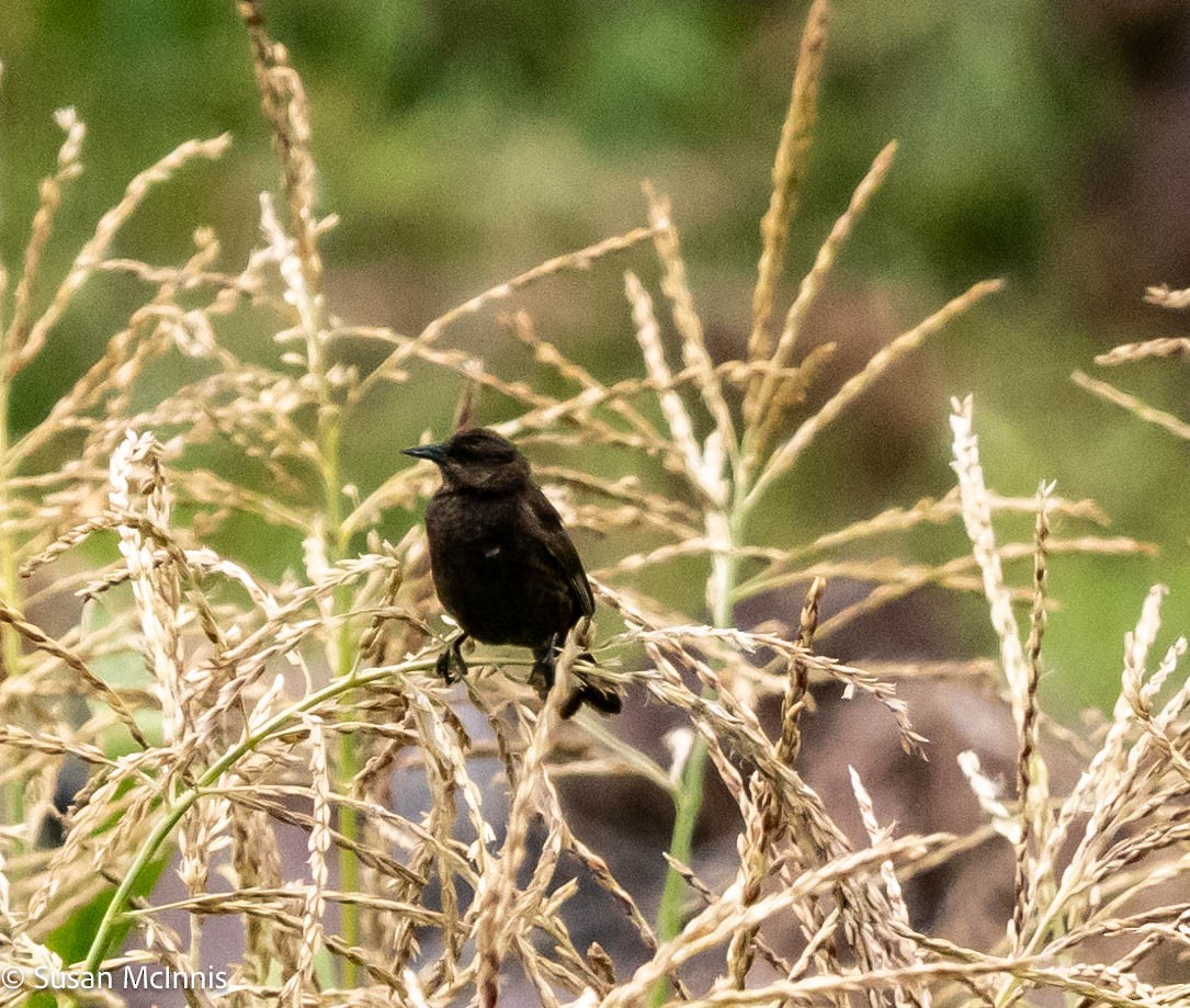 Yellow-winged Blackbird - ML576776841