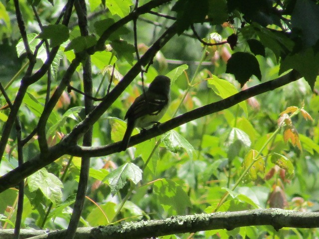 Vireo Ojiblanco - ML576777091