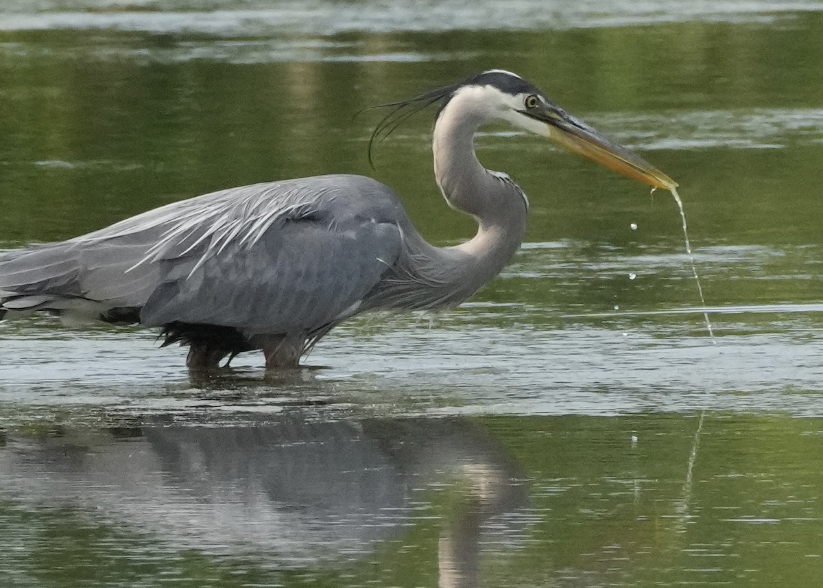 Great Blue Heron - ML576778051