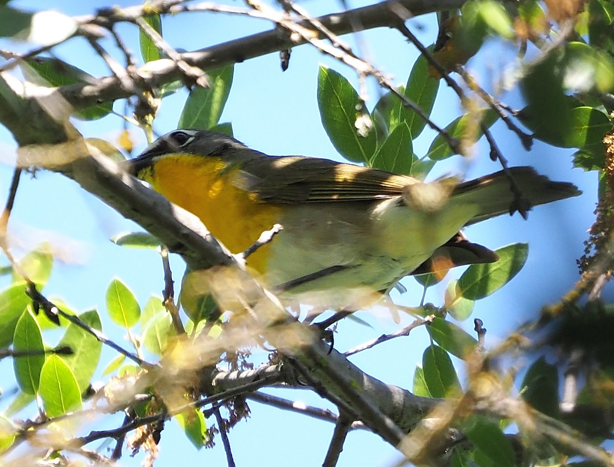 Yellow-breasted Chat - ML576779841