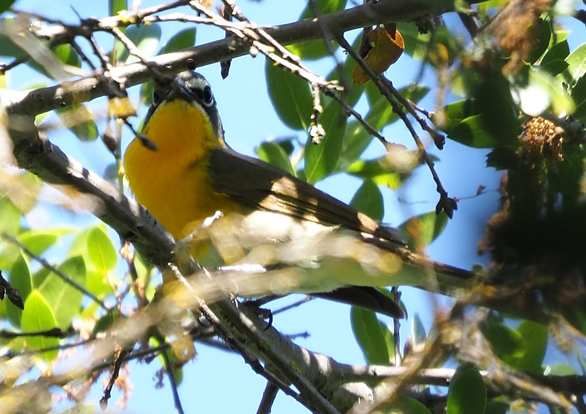 Yellow-breasted Chat - ML576779851