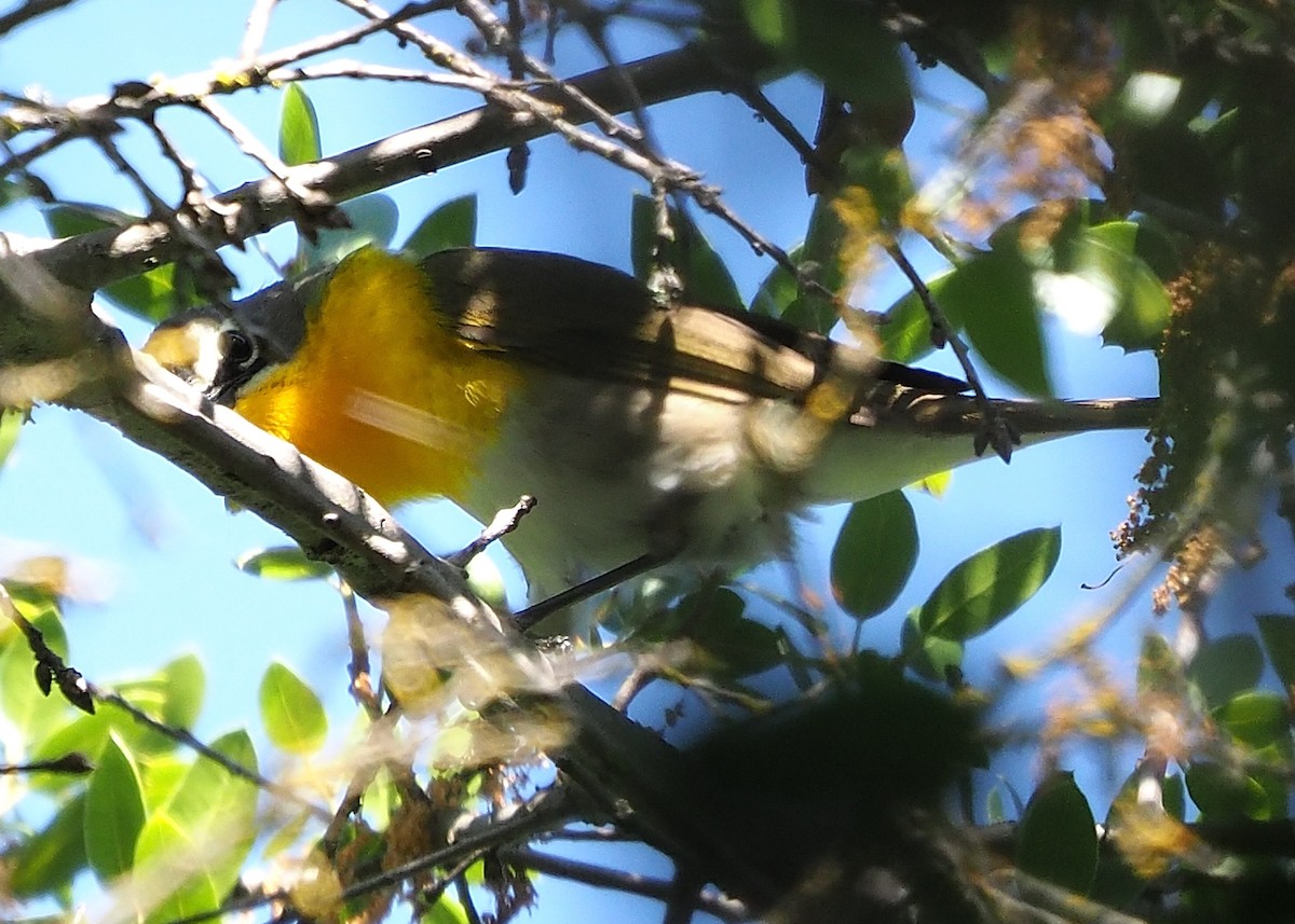 Yellow-breasted Chat - Aidan Brubaker