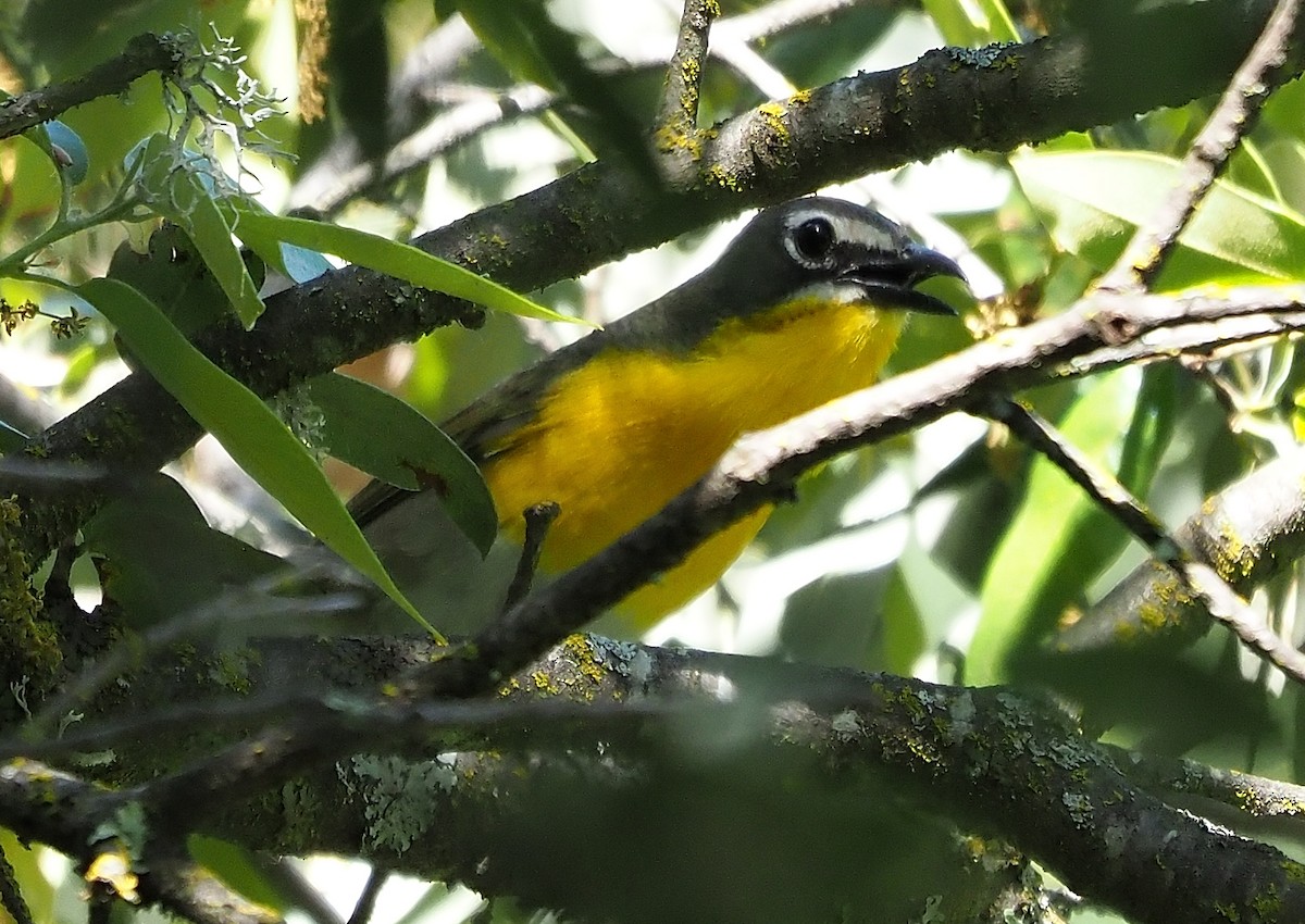 Yellow-breasted Chat - ML576779871