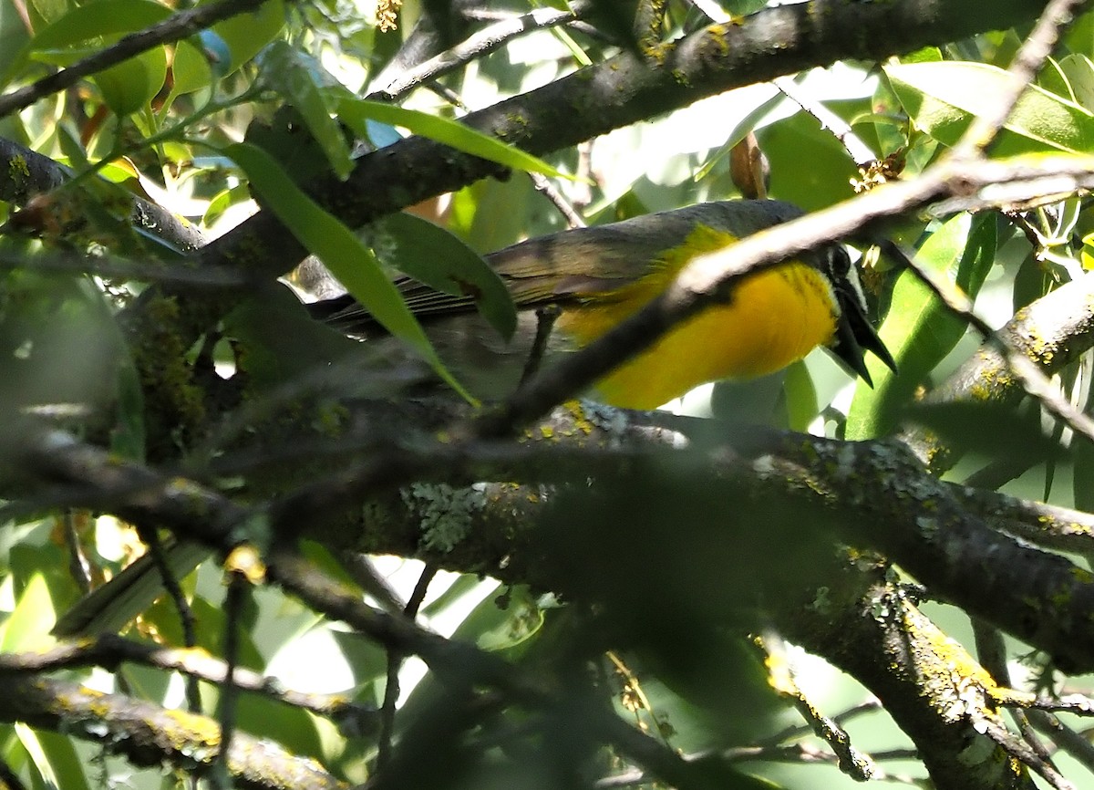 Yellow-breasted Chat - ML576779881