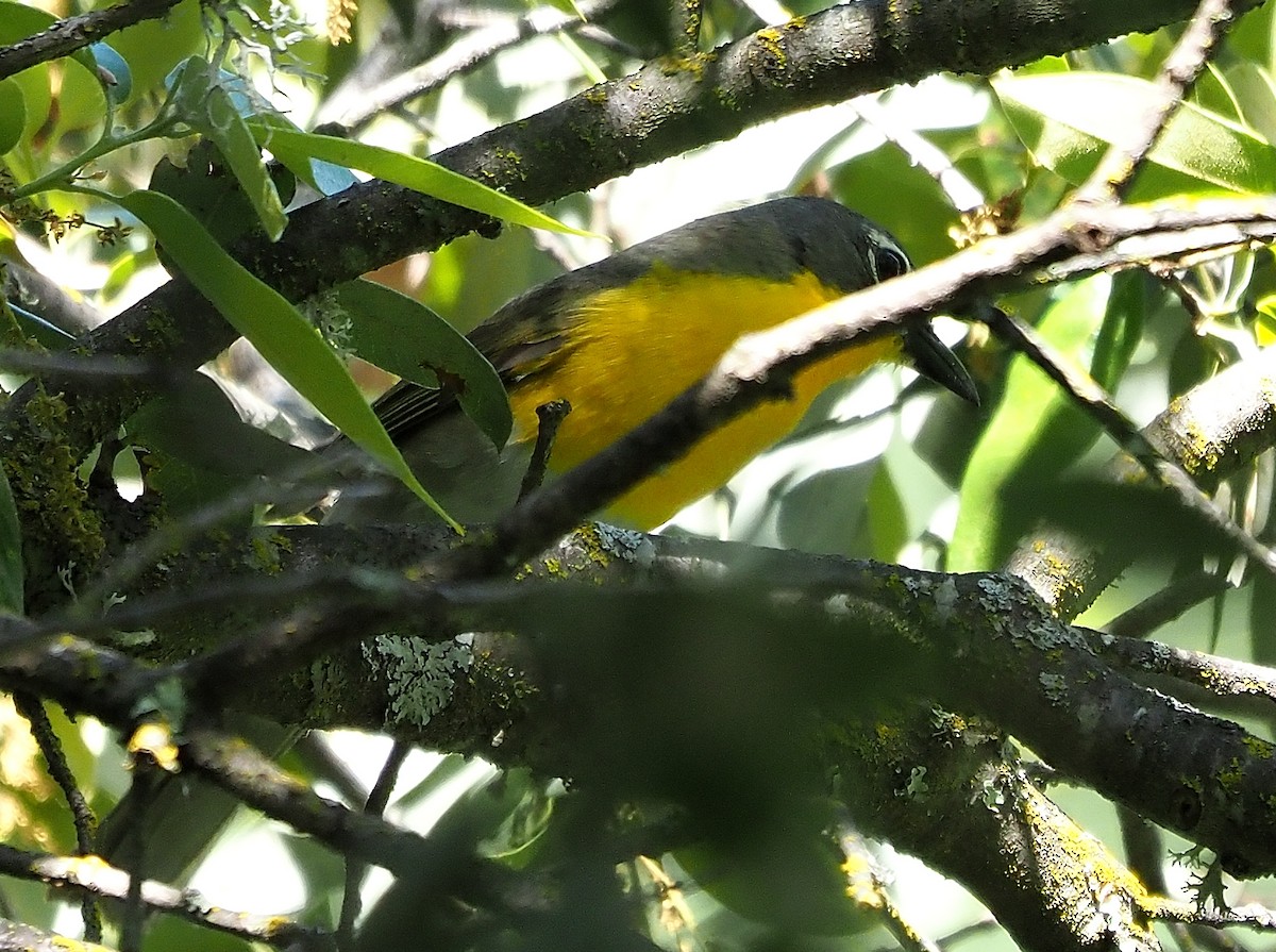 Yellow-breasted Chat - ML576779891