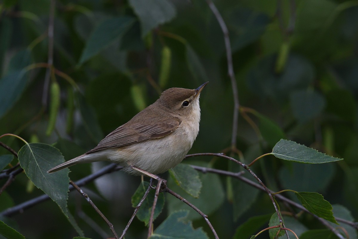Booted Warbler - ML576781281