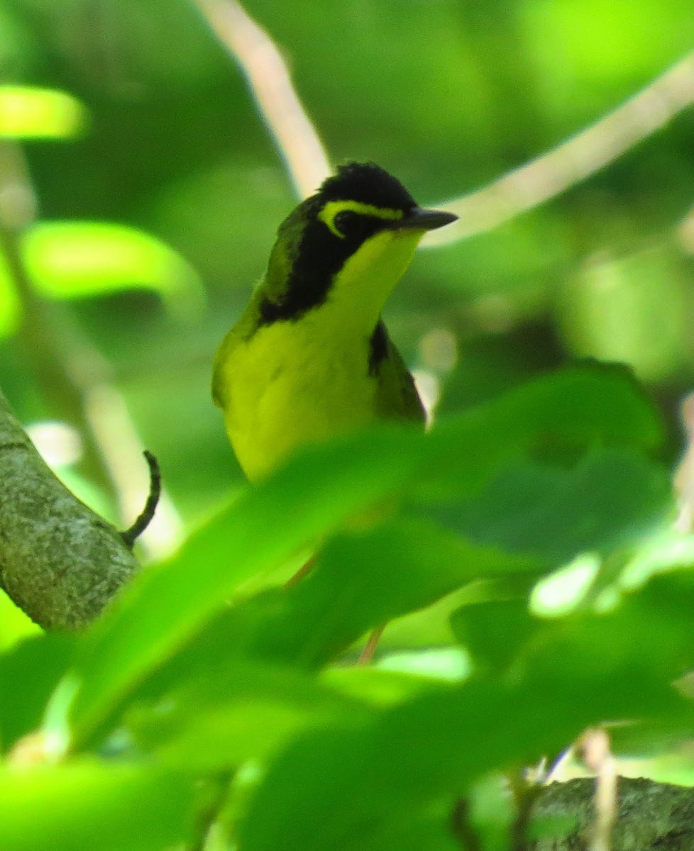 Kentucky Warbler - ML576781431