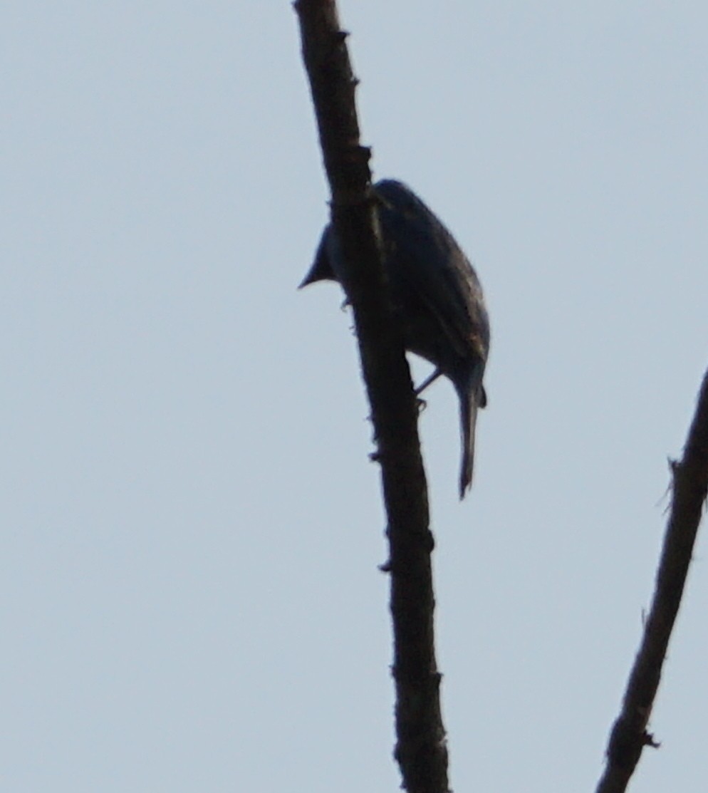 Indigo Bunting - Melody Ragle