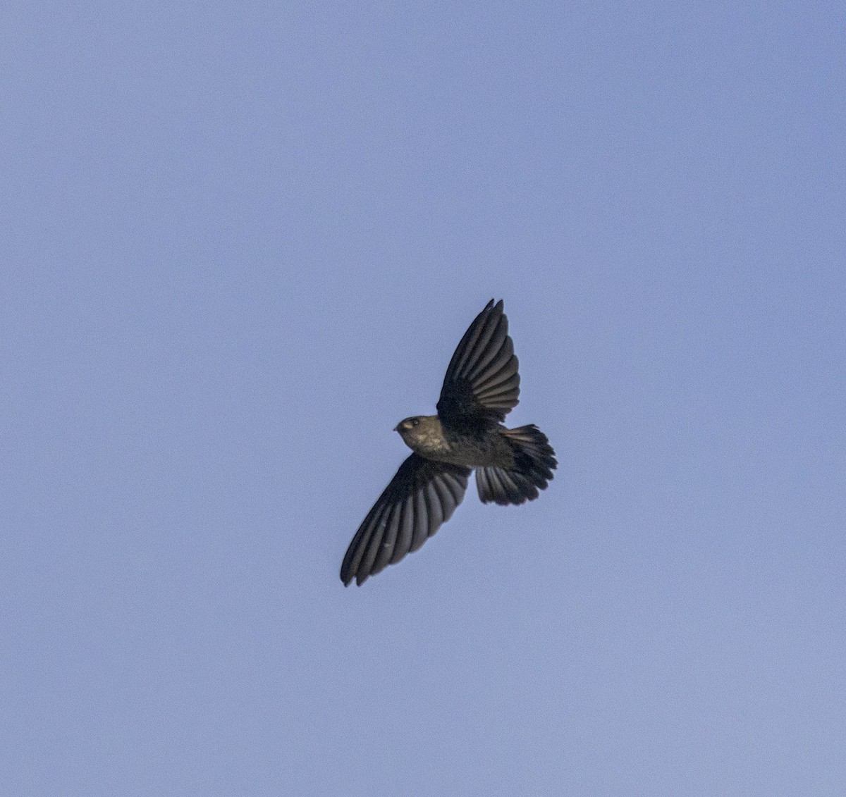 Ridgetop Swiftlet - ML576785551