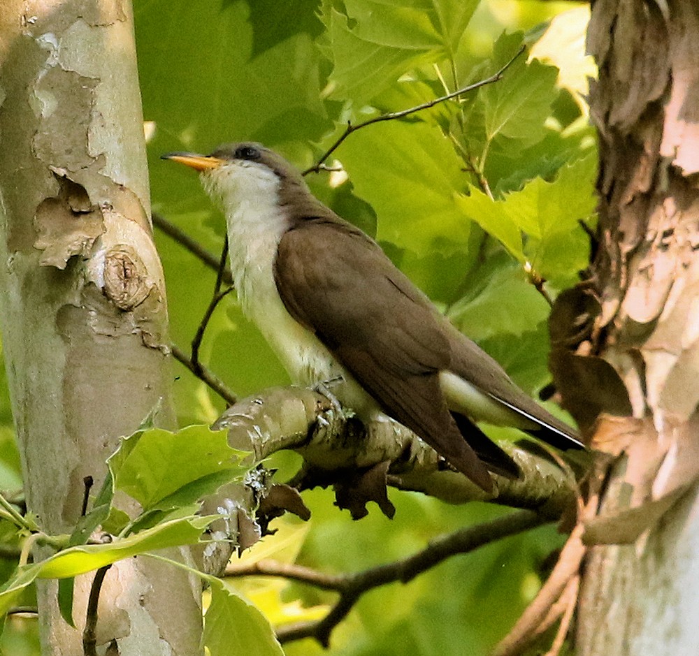 Yellow-billed Cuckoo - ML576786611