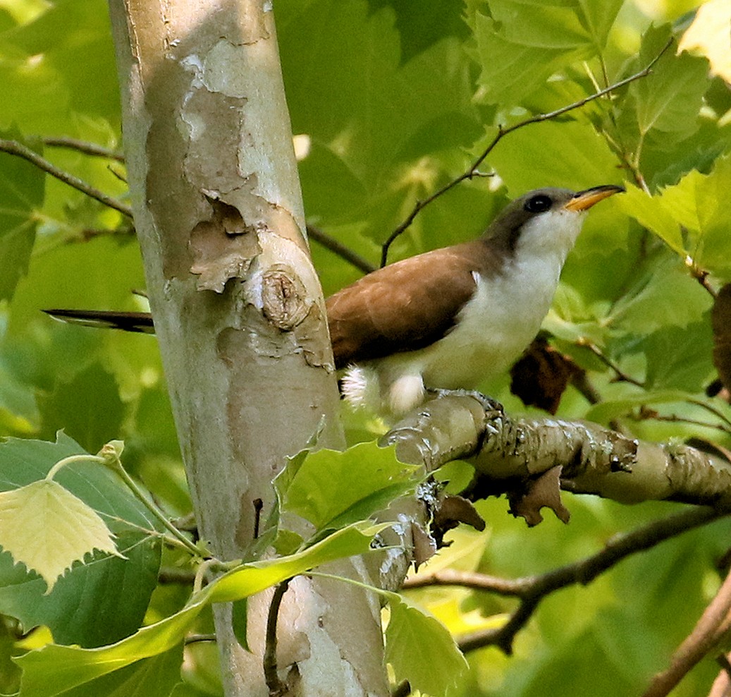 Yellow-billed Cuckoo - ML576786641