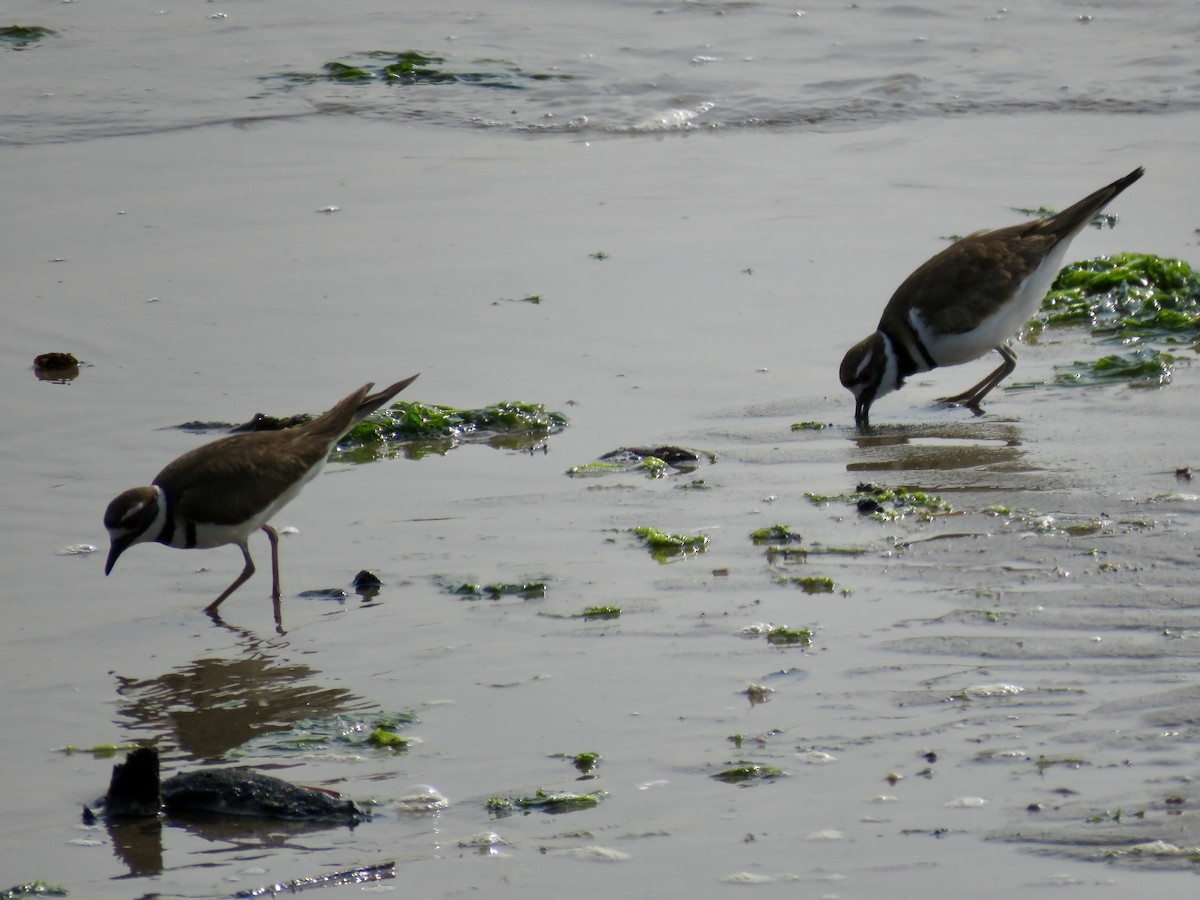 Killdeer - ML576786671