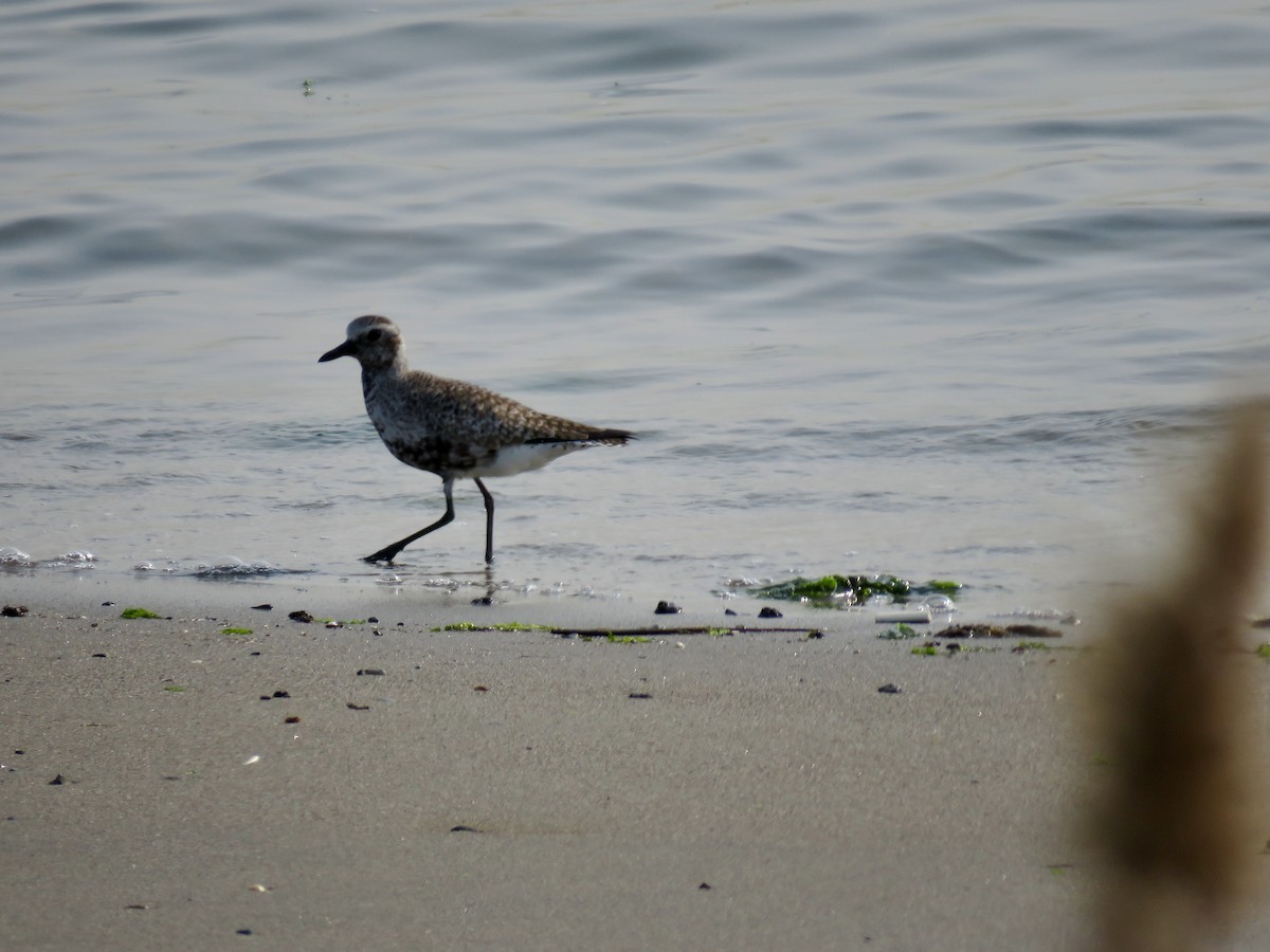 Black-bellied Plover - ML576786711