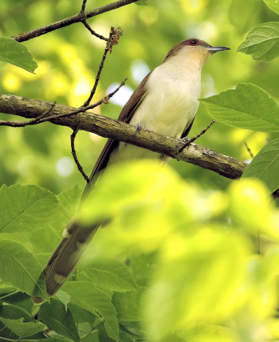 Black-billed Cuckoo - ML576786901