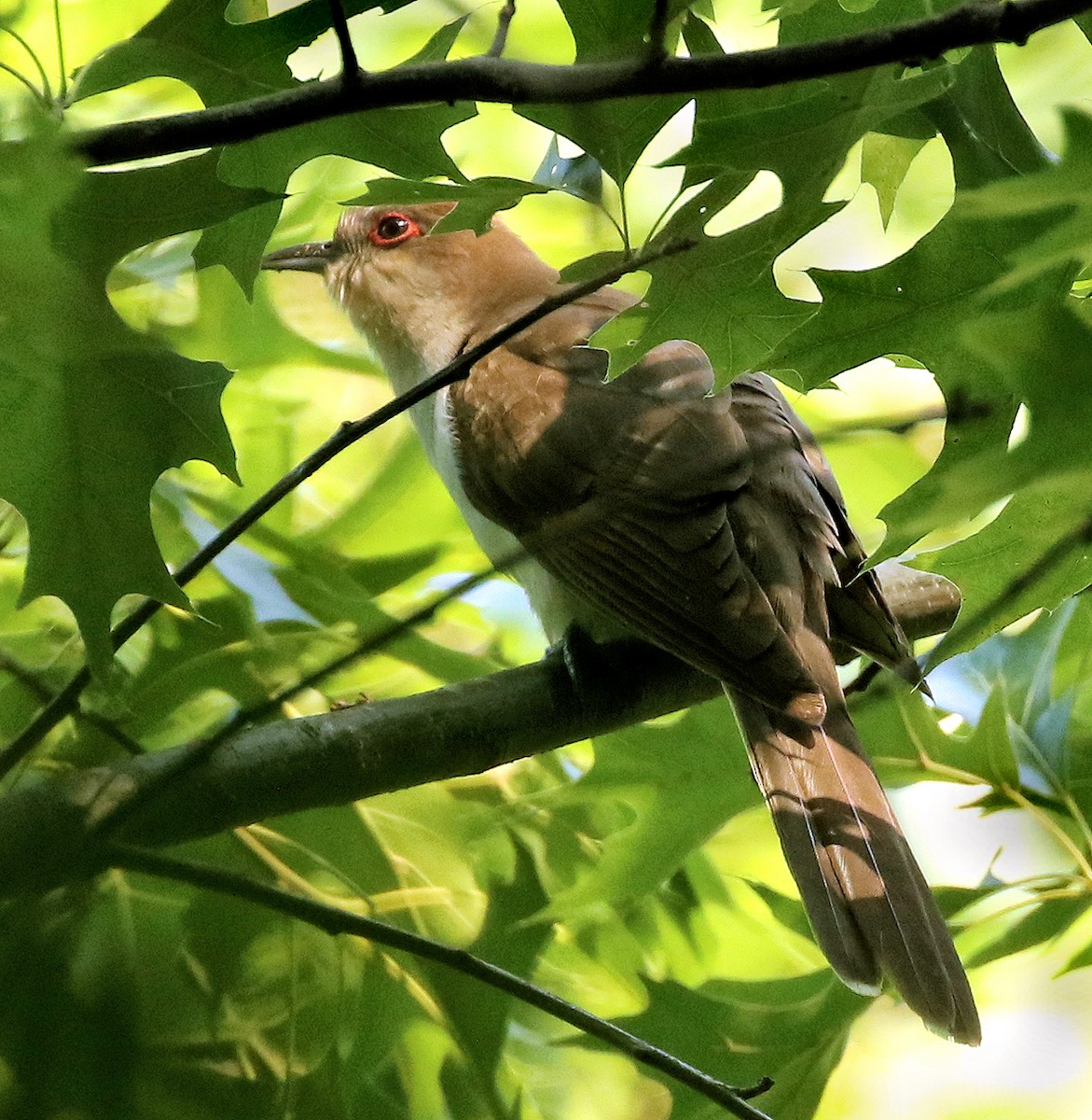 Black-billed Cuckoo - Sherrie Quillen