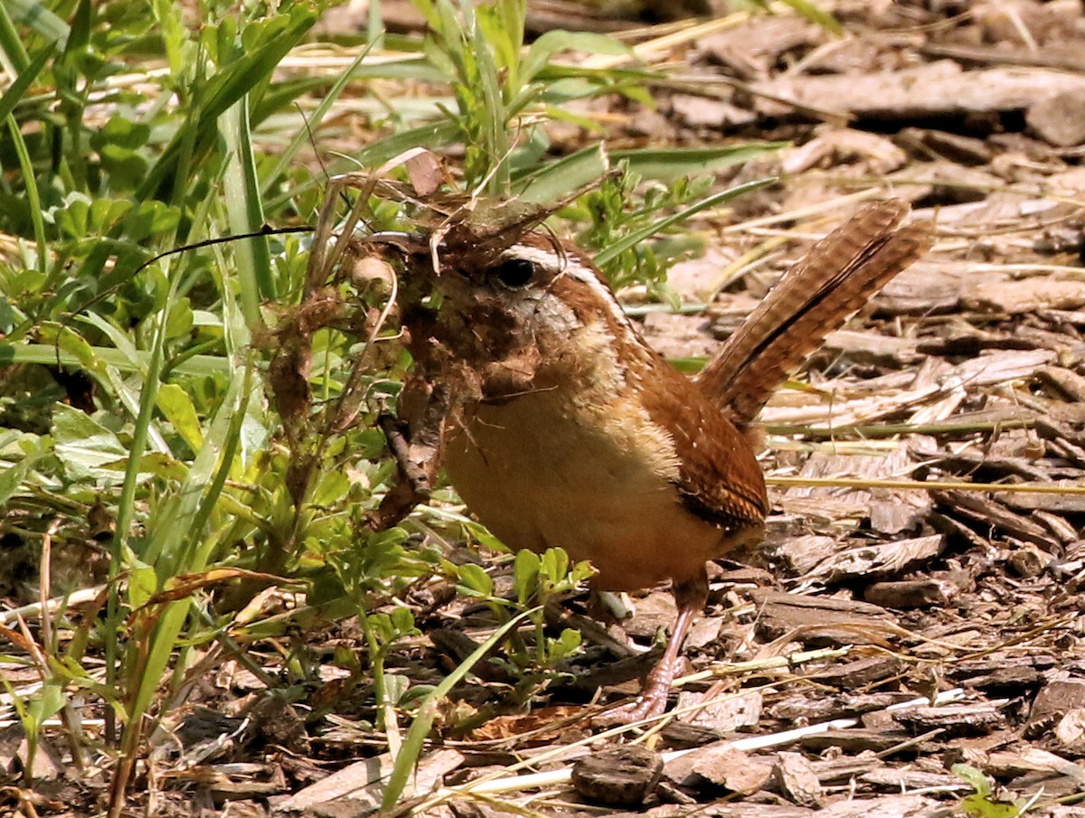 Carolina Wren - ML576787151