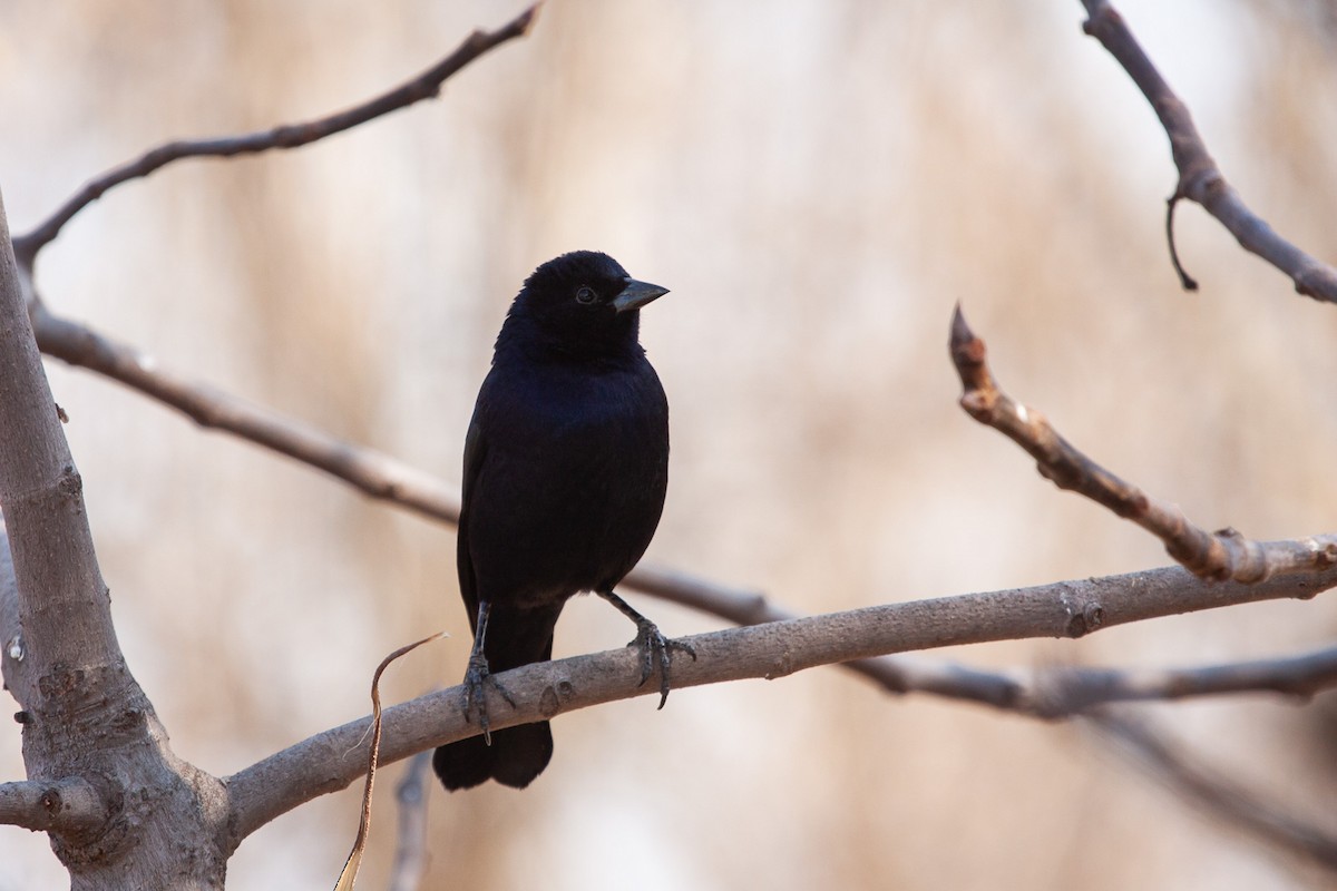 Shiny Cowbird - ML576789121