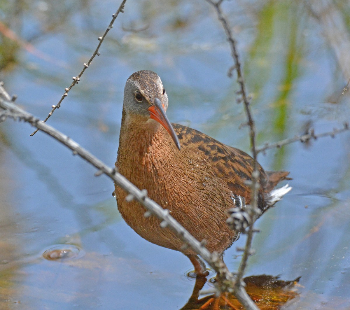 Virginia Rail (Virginia) - Michael J Good