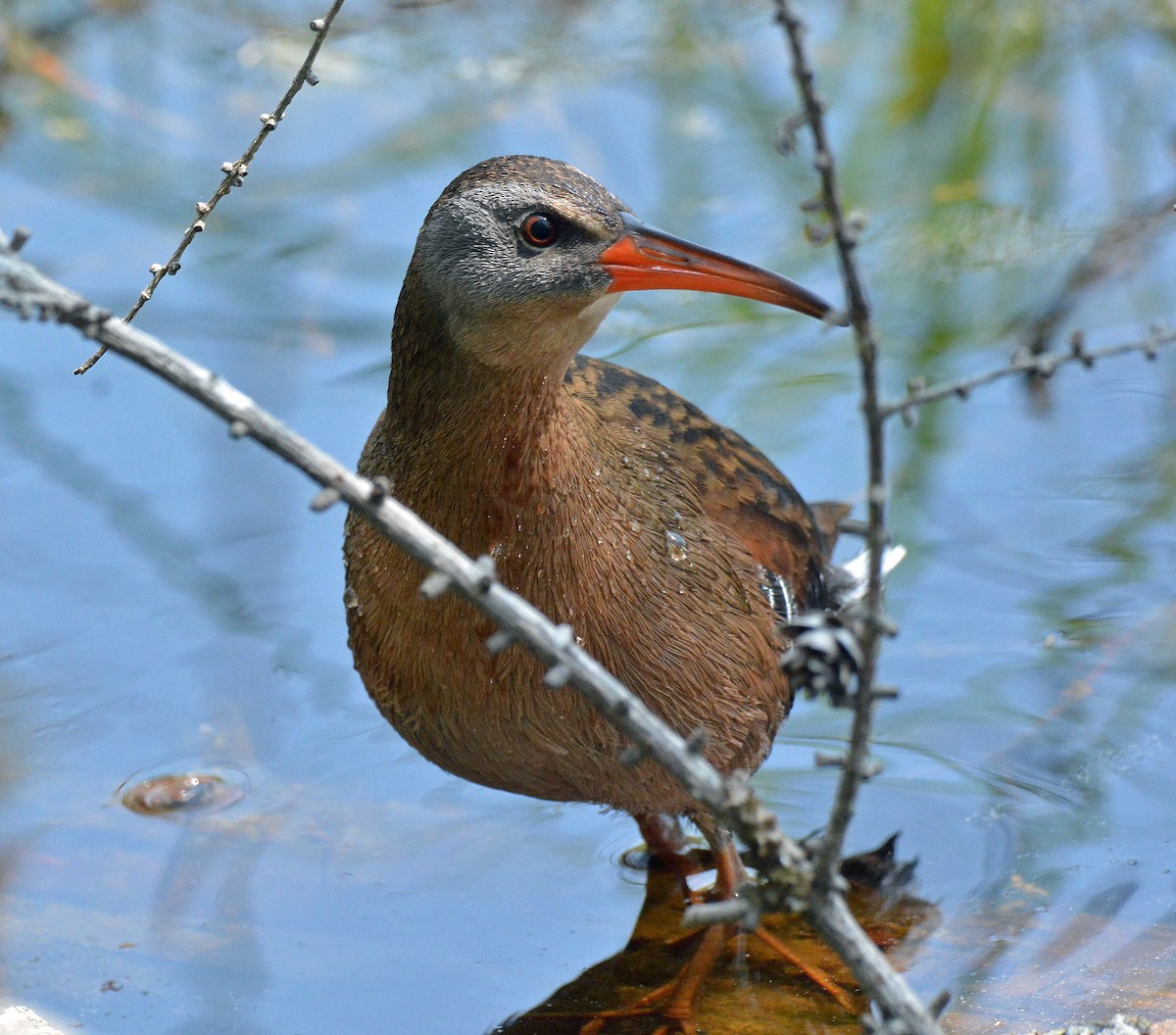 Virginia Rail - ML576791721