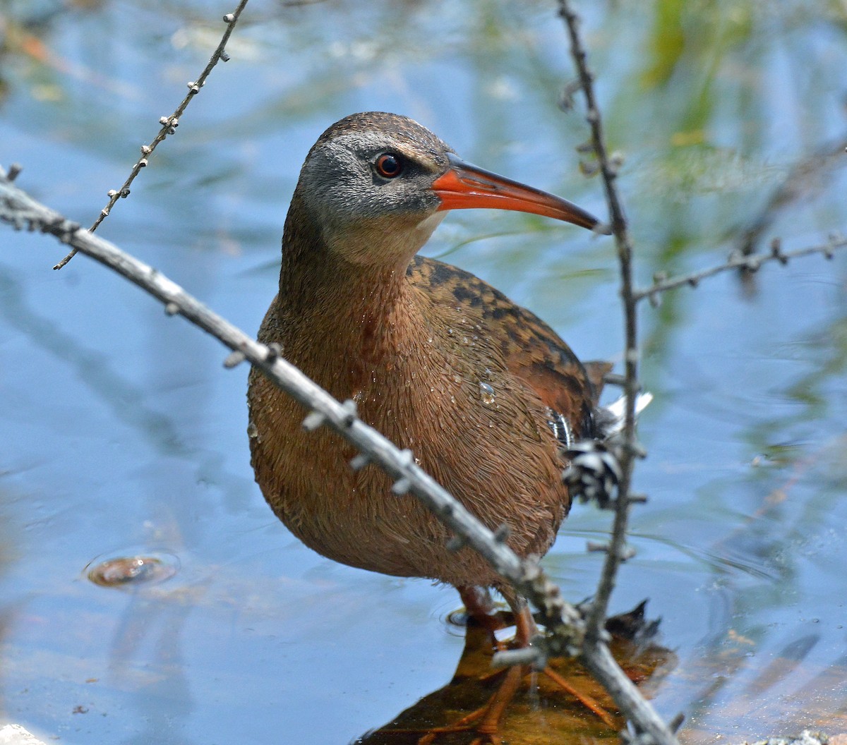 Virginia Rail (Virginia) - Michael J Good