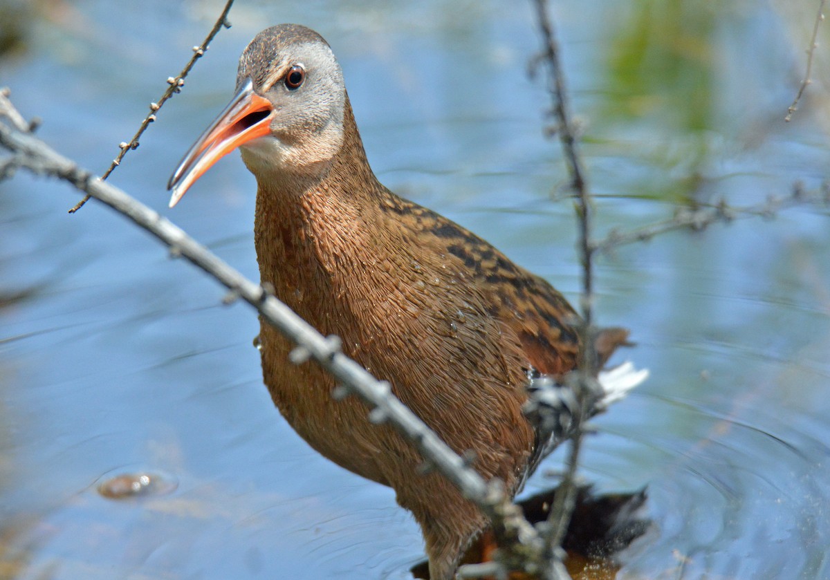 Virginia Rail (Virginia) - Michael J Good