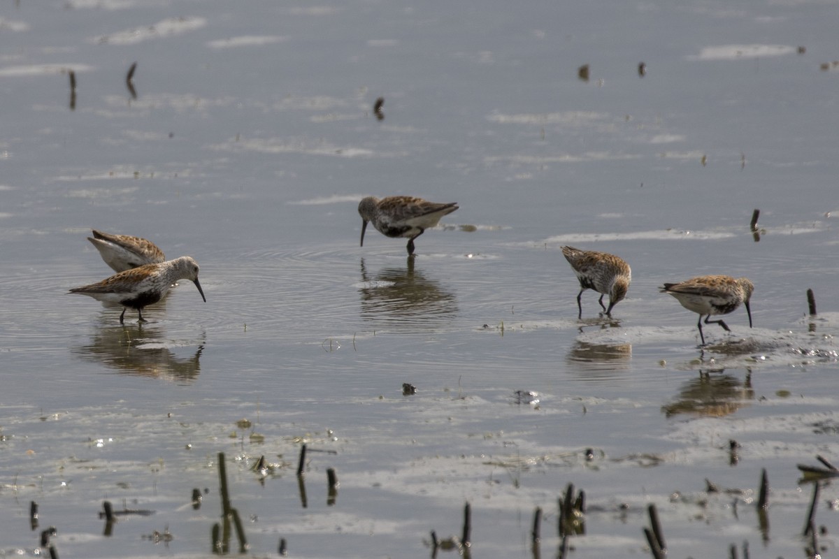 Dunlin - ML576791761