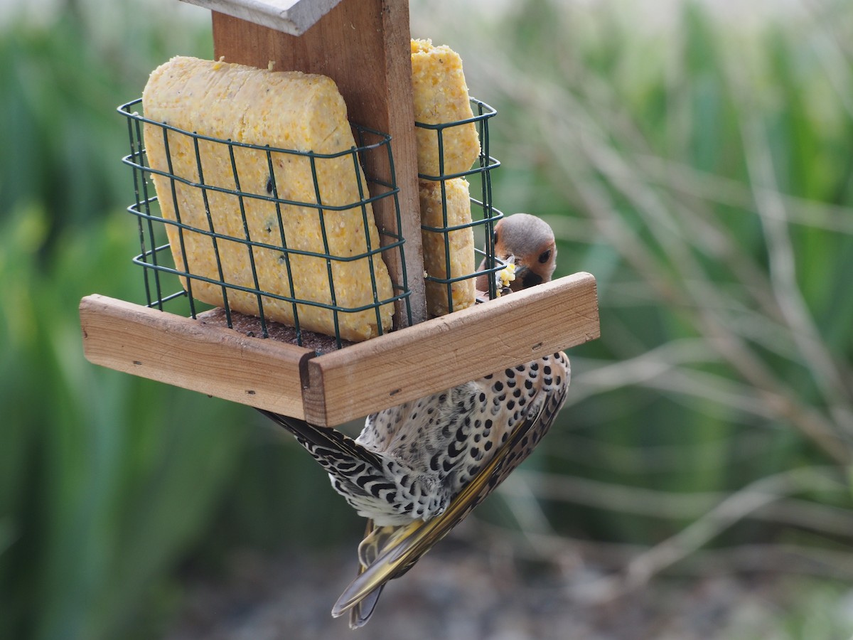 Northern Flicker (Yellow-shafted) - ML576792311
