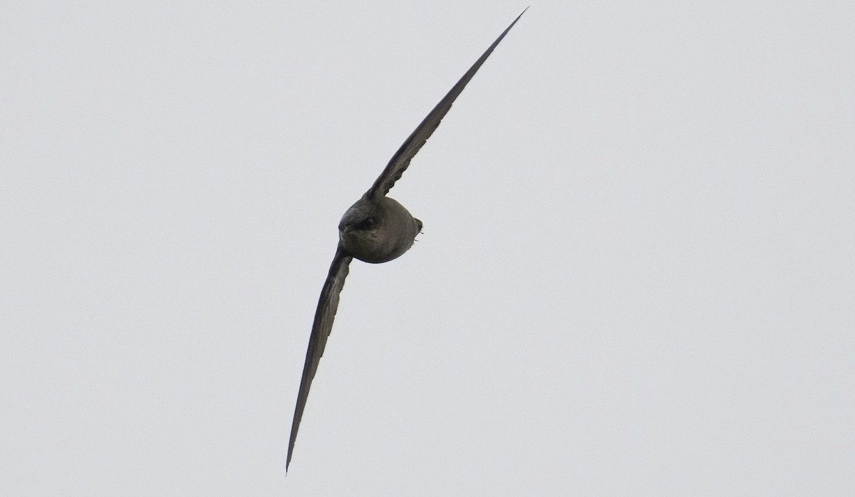 Chimney Swift - ML576792381