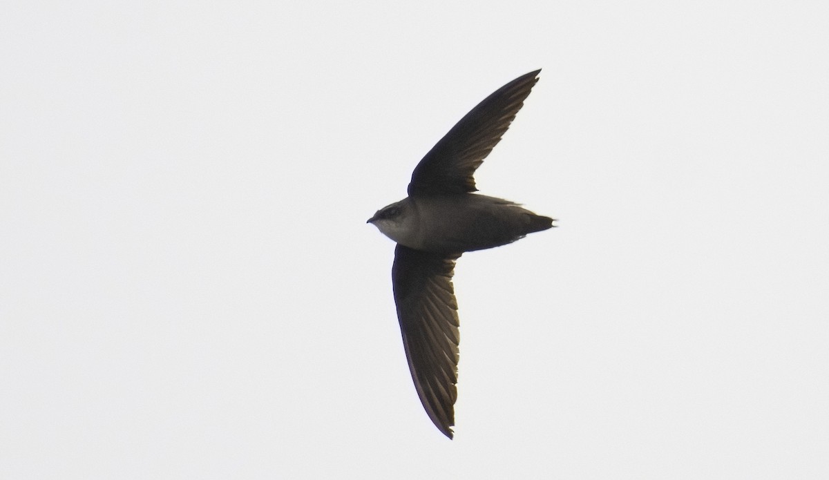 Chimney Swift - ML576792391