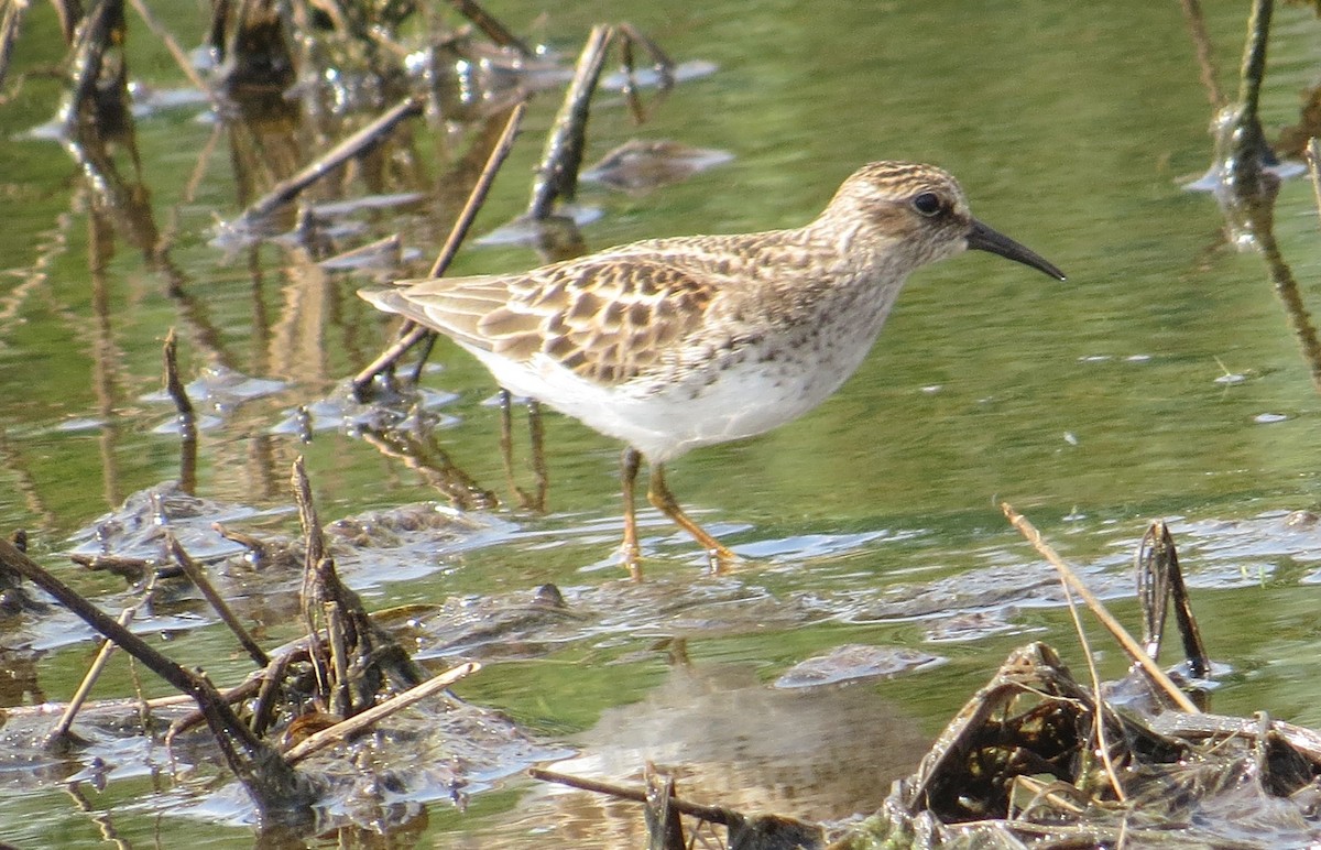 Least Sandpiper - ML576792521