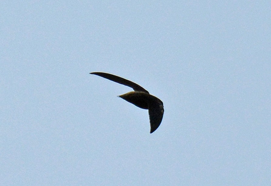 Chimney Swift - ML576792841