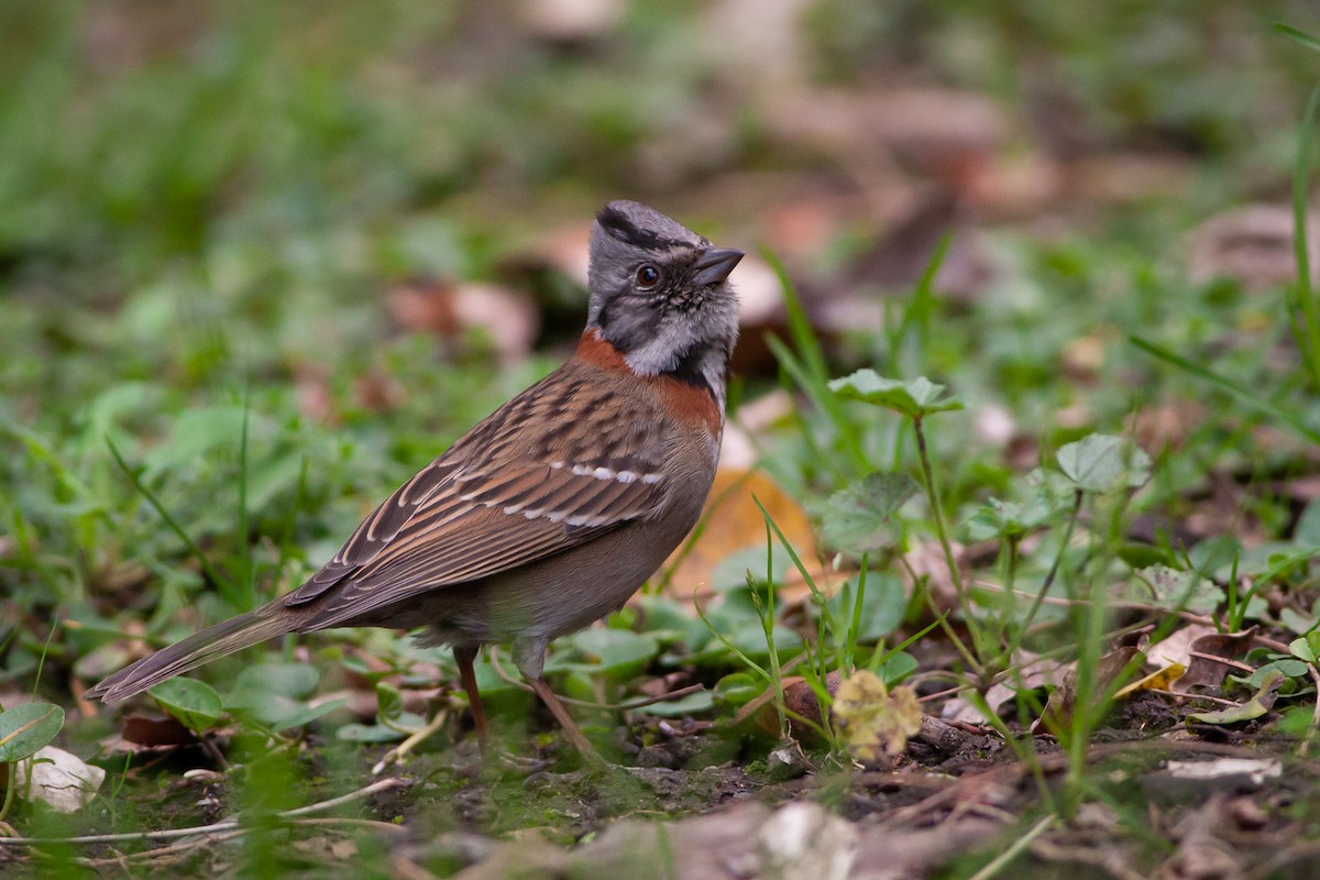 Rufous-collared Sparrow - Ariel Cabrera Foix