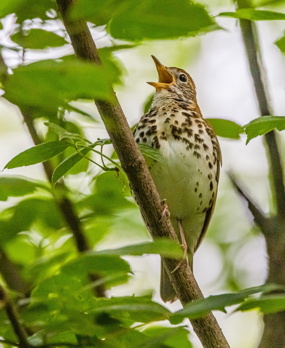 Wood Thrush - ML576793191