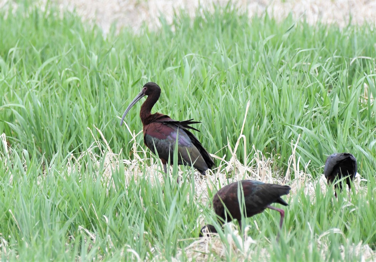 White-faced Ibis - ML576794211