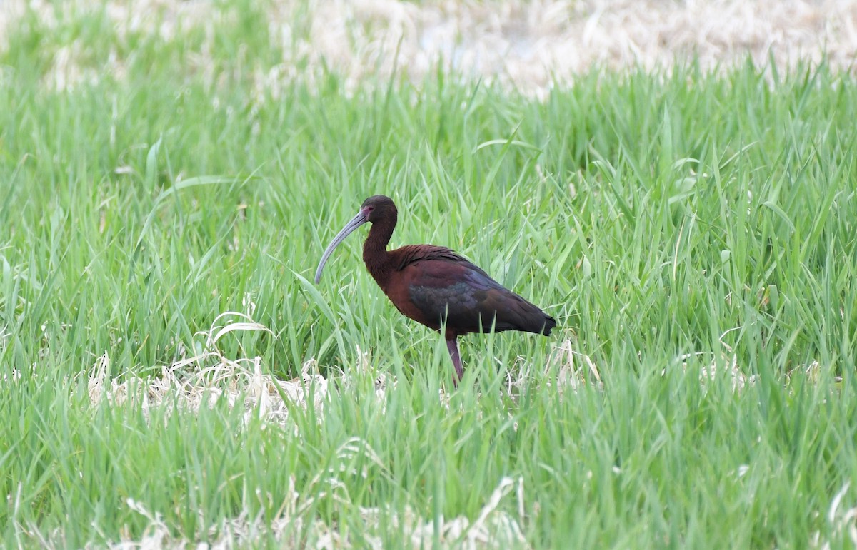 White-faced Ibis - ML576794221