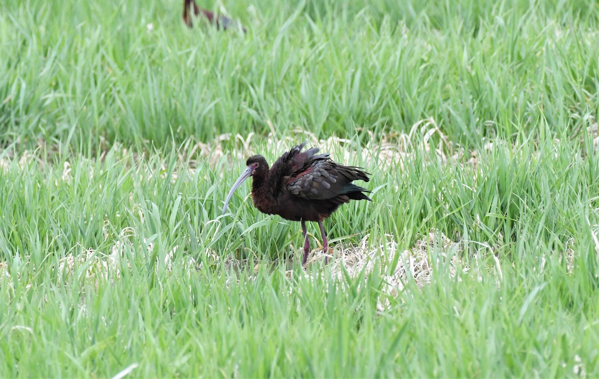 White-faced Ibis - ML576794231