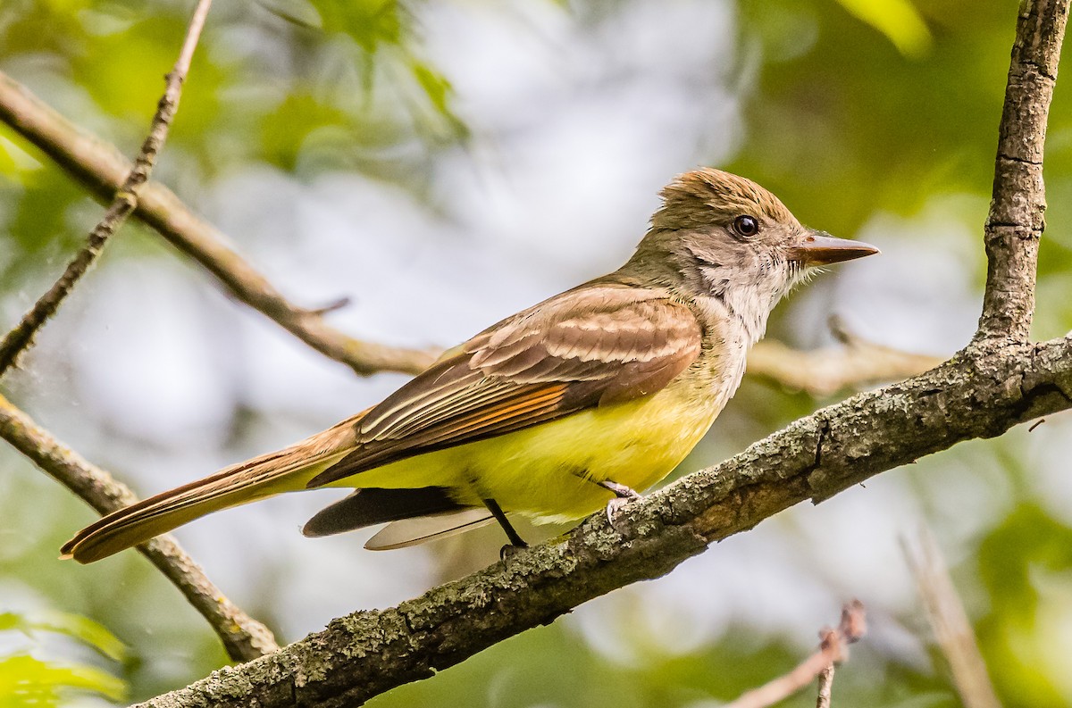 Great Crested Flycatcher - ML576795651