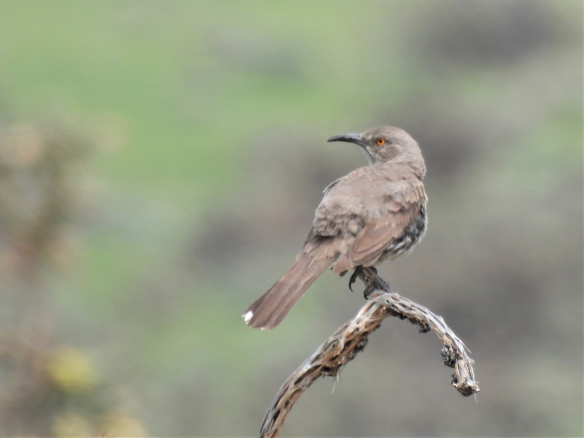 Curve-billed Thrasher - ML576796021
