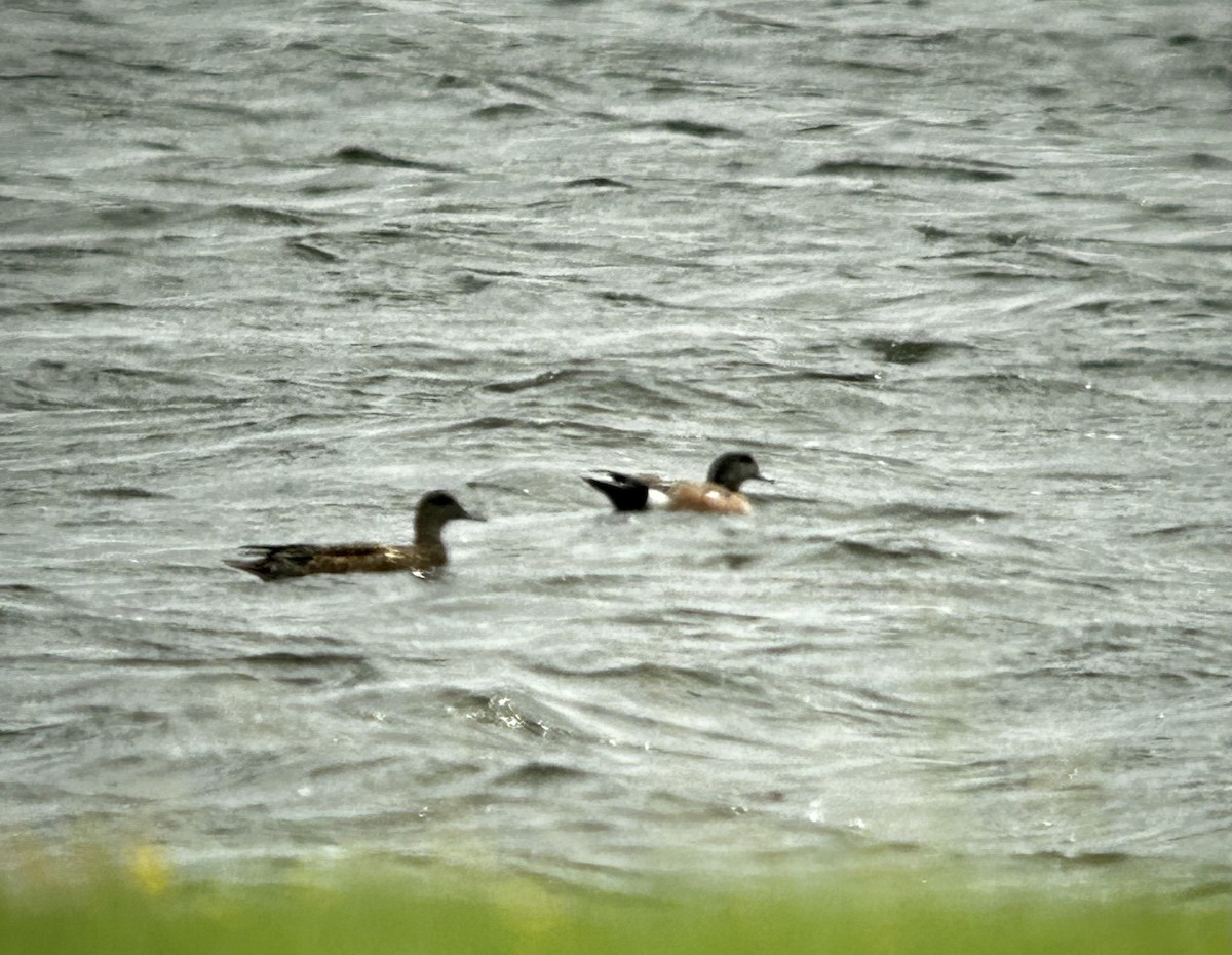 アメリカヒドリ - ML576796541